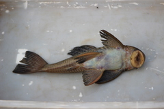Hypostomus