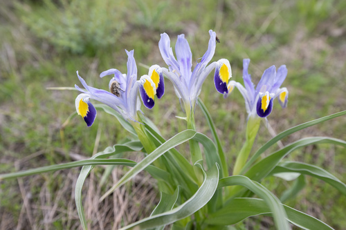 Iris warleyensis