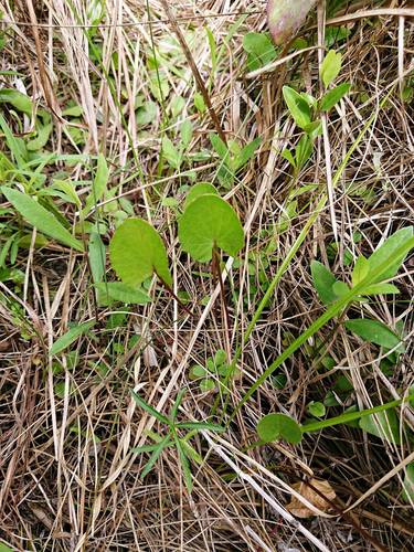 Centella erecta image