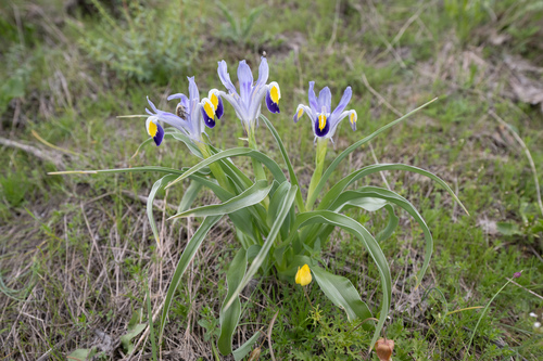 Iris warleyensis, photograph 1
