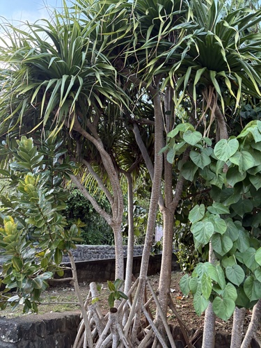 Pandanus boninensis observed 2026-04-23