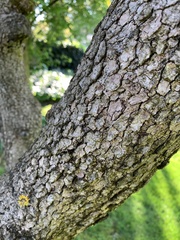 Cornus florida rubra