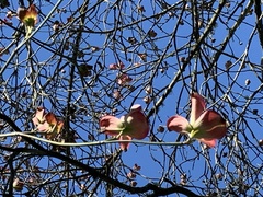 Cornus florida rubra