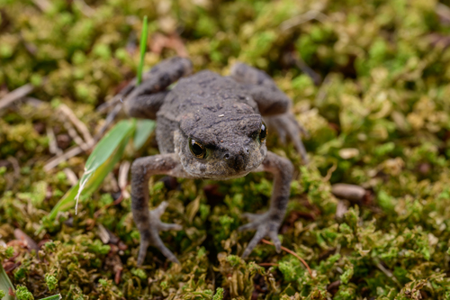 Asiatic Toad, photo 8 of 8