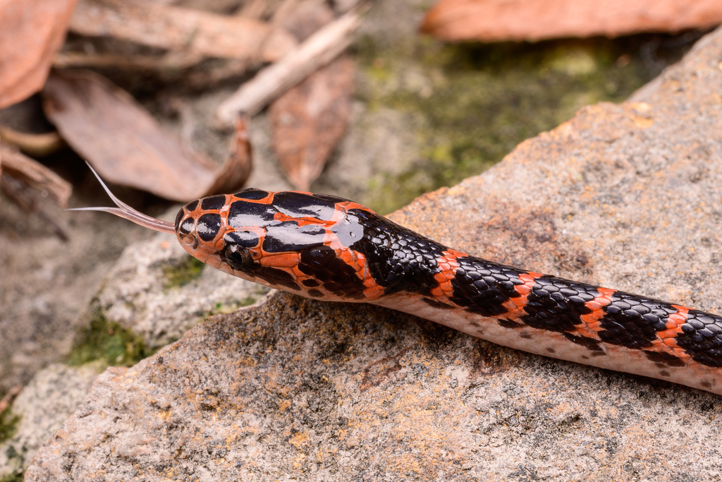 Red-Banded Snake