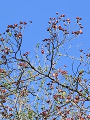 Cornus florida rubra