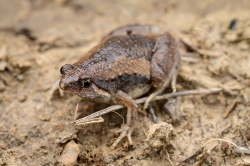 East Asian Ornate Chorus Frog, photo 2 of 8
