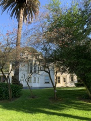 Cornus florida rubra