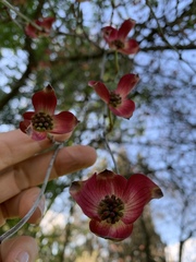 Cornus florida rubra