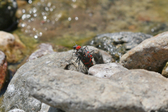 Cicindela sommeri