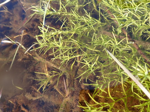 Najas guadalupensis