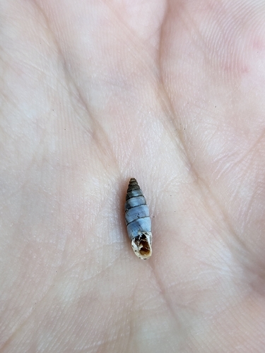Solatopupa similis