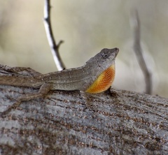 Anolis jubar oriens