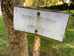 Cornus florida rubra