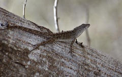 Anolis jubar oriens
