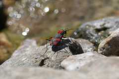 Cicindela sommeri
