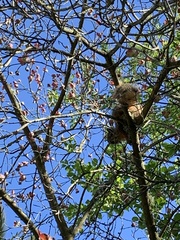 Cornus florida rubra