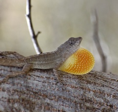 Anolis jubar oriens