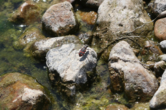 Cicindela sommeri