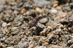 Cicindela sommeri