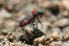 Cicindela sommeri