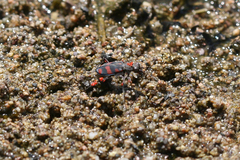 Cicindela sommeri