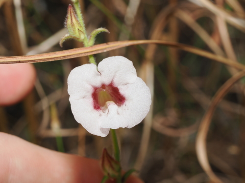 Centranthera hispida (Centranthera hispida)