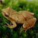 Spring Peeper - Photo (c) Bruce J. Mohn, some rights reserved (CC BY-NC)