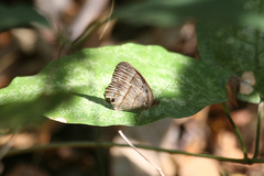 Cissia similis