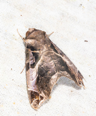 Calyptis