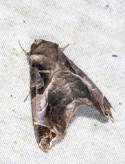 Calyptis