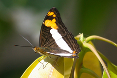 Adelpha phylaca