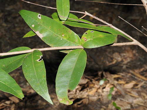 Allosyncarpia ternata, photograph 1
