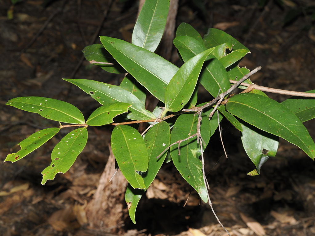 Allosyncarpia ternata; photograph (c) Thomas Mesaglio, some rights reserved (CC BY)