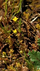 Cicendia quadrangularis