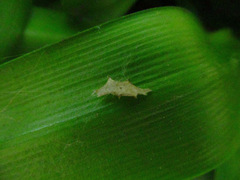Uloborus plumipes