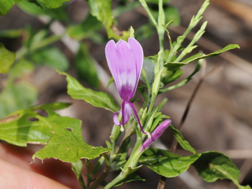 Hypoestes floribunda (Hypoestes floribunda)