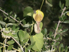 Aristolochia argentina