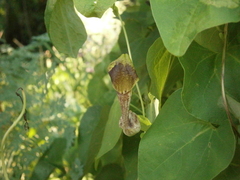 Aristolochia argentina