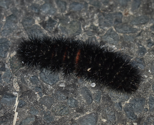 Giant leopard moth