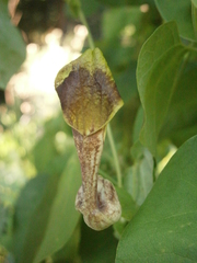 Aristolochia argentina