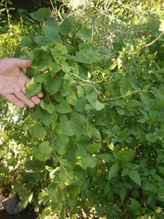 Aristolochia argentina