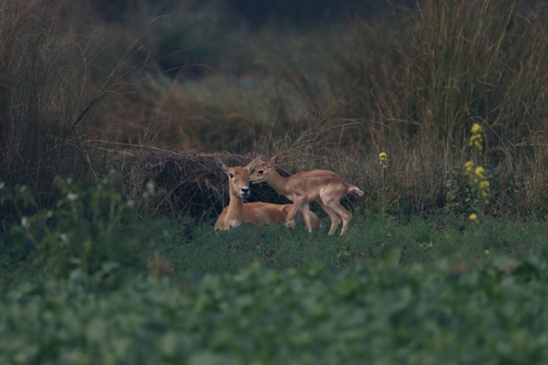 Blackbuck