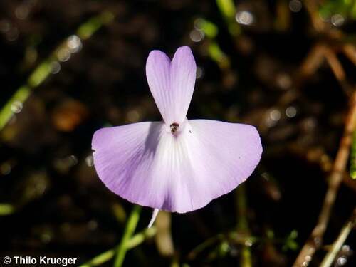 Utricularia tubulata F.Muell.