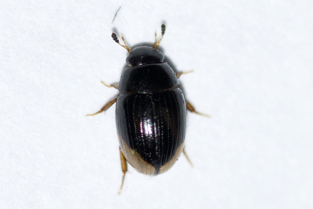 Spot-headed Water Scavenger Beetle
