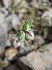 Stylocline micropoides