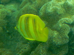 Chaetodon rainfordi