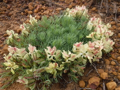 Lechenaultia macrantha
