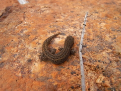 Crenadactylus ocellatus