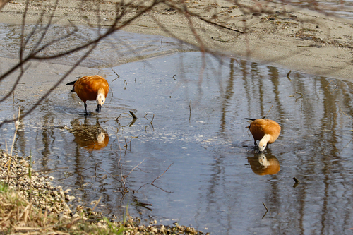 Ruddy Shelduck